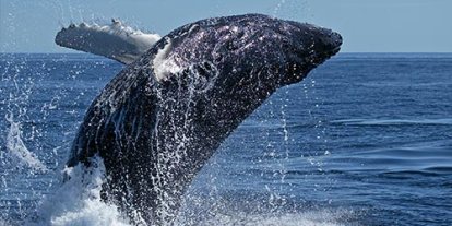 I See These Whales, the forbidden whale seeing, law in England about whales, whale seeing, jumping whale out of the water, giant blue whale