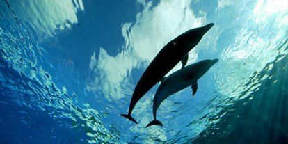Calm dolphins underwater, two dolphins playing, big and small fish dolphin, mammal in water, peaceful swimming dolphin