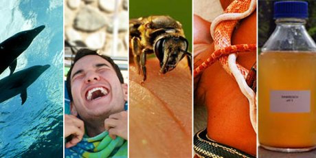 The other therapies you don't know, beer bath, bee sting, snake massage, laughter is the best medicine, drinking urine, Snake Massage therapy, beer therapy, bee sting therapy, virtual dolphin therapy, weird and interesting therapies